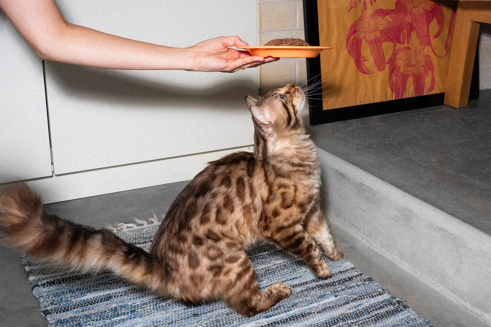 A cat eagerly looking up at a plate of food